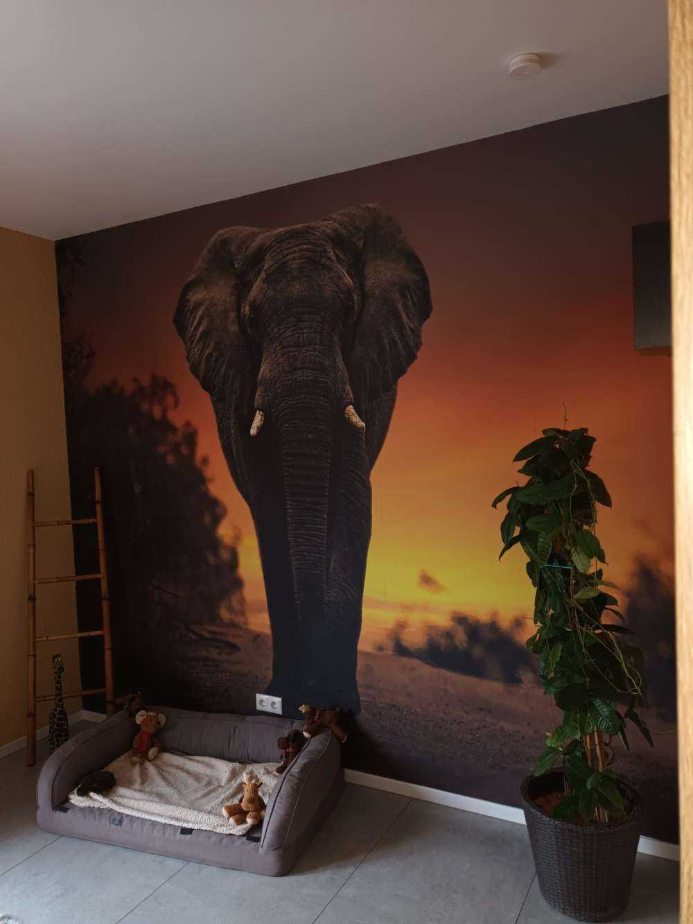 Eléphant au coucher du soleil