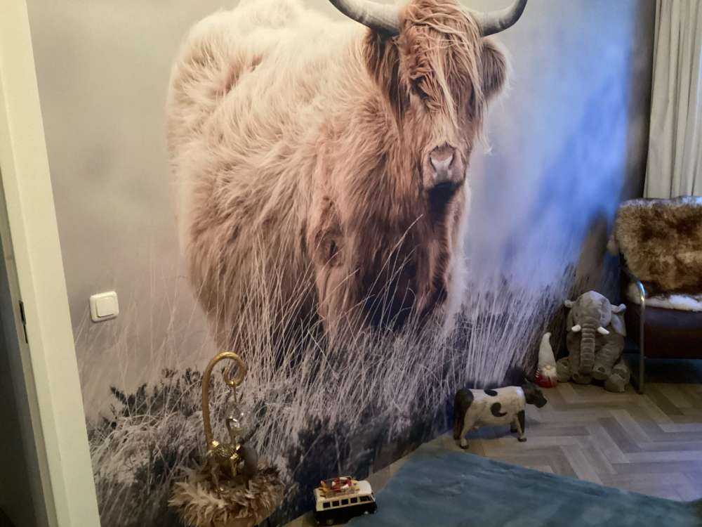 Les Highland écossais dans la nature