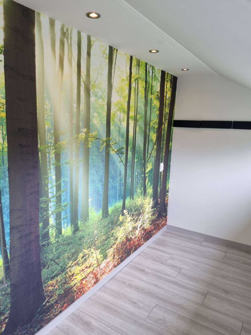 Matin dans la forêt