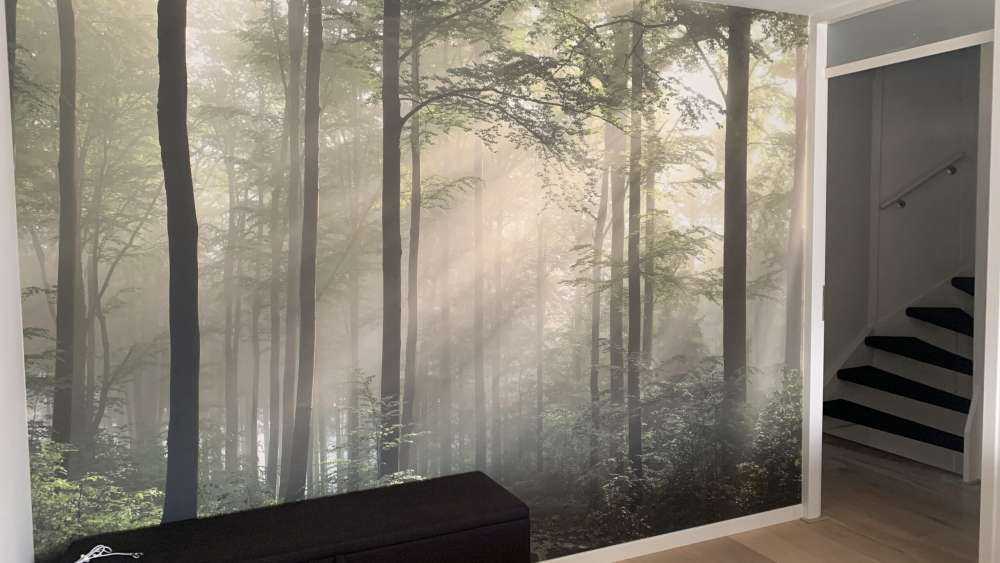 La forêt verte dans le brouillard