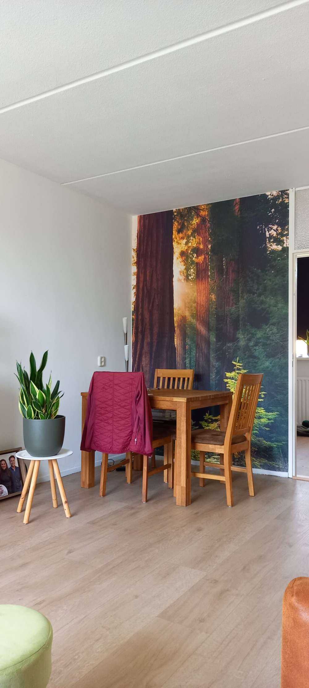 Lumière du soleil entre les acajous