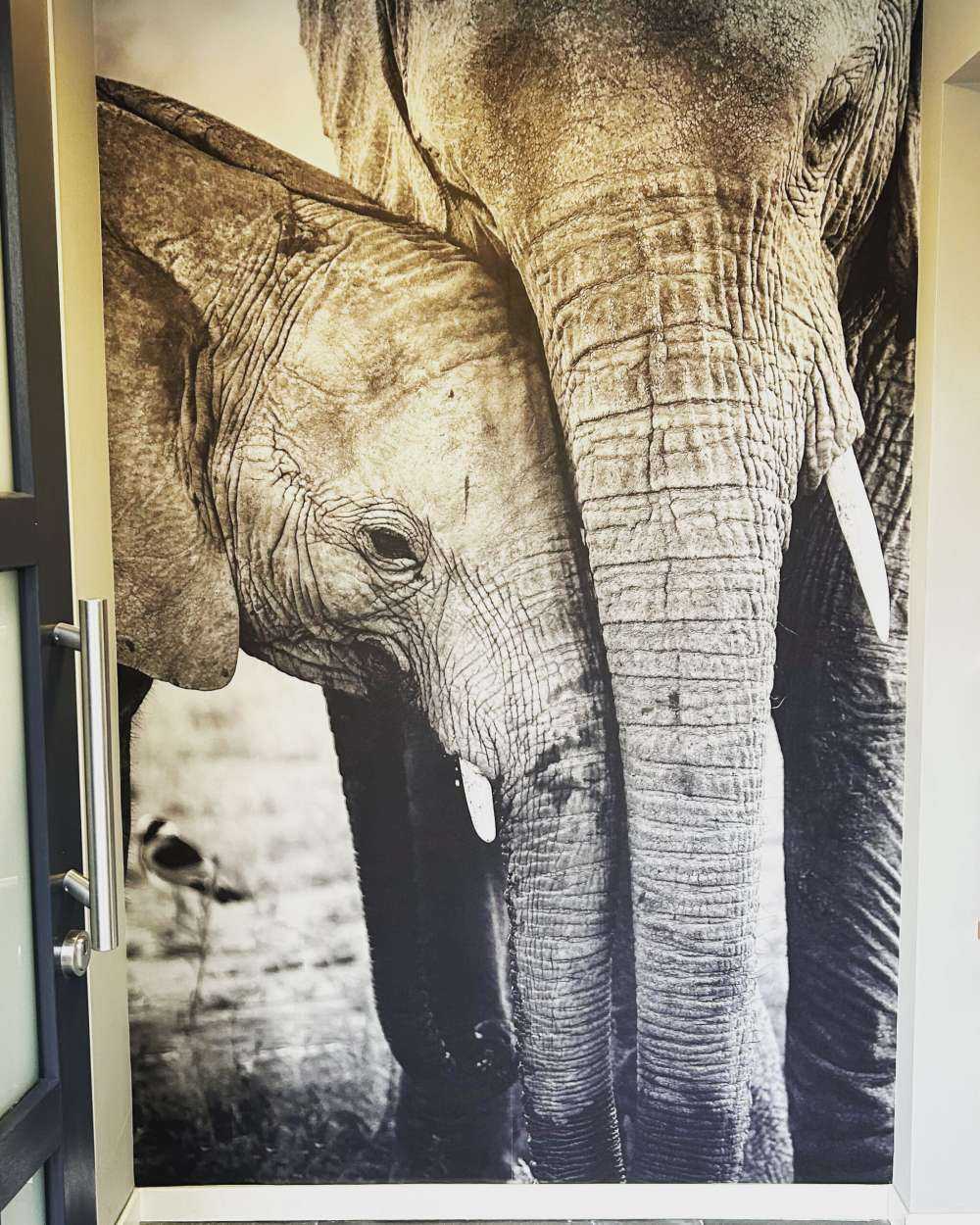 Câliner les éléphants