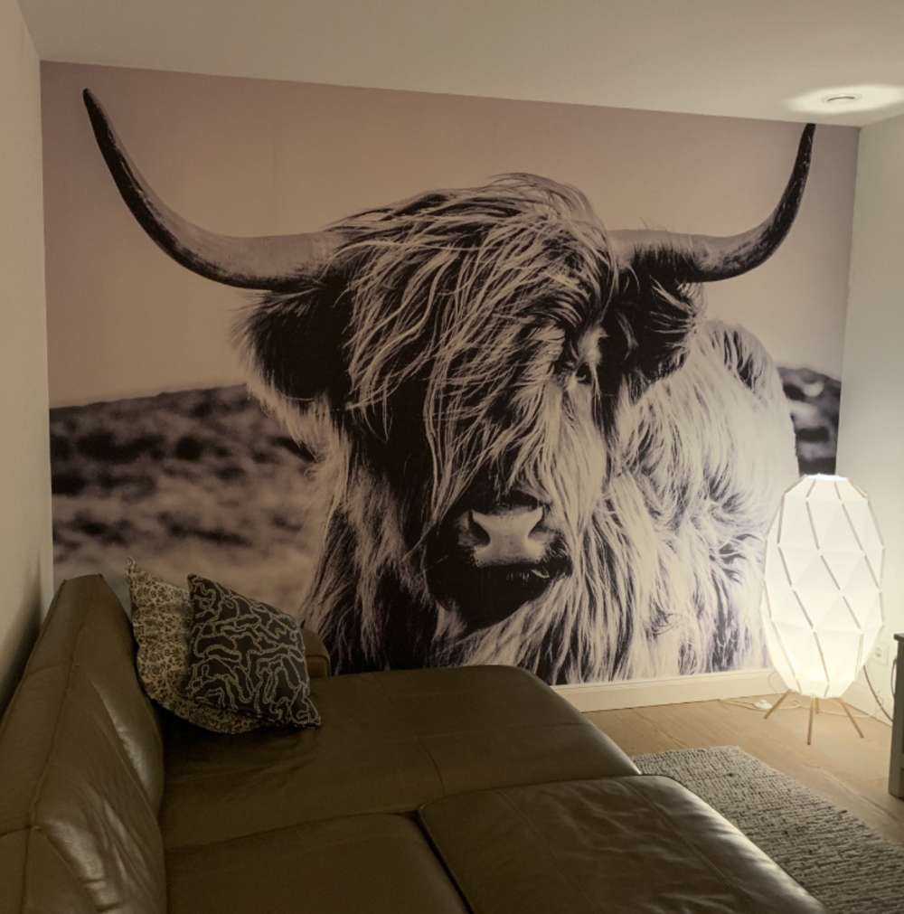 Le Highland écossais en noir et blanc