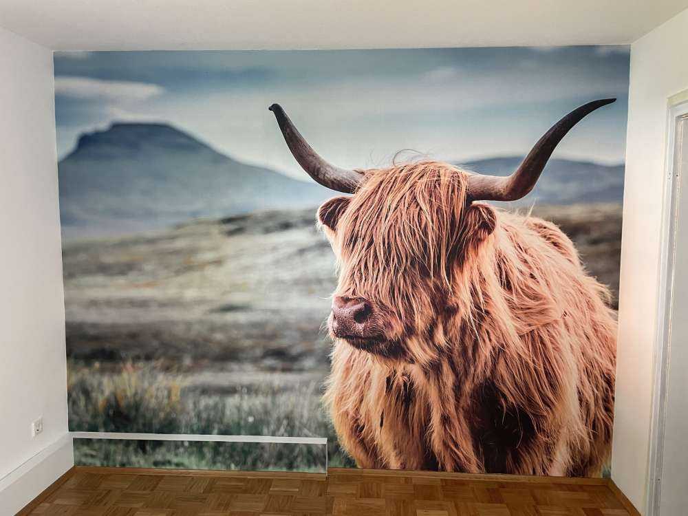 Highland écossais dans les collines
