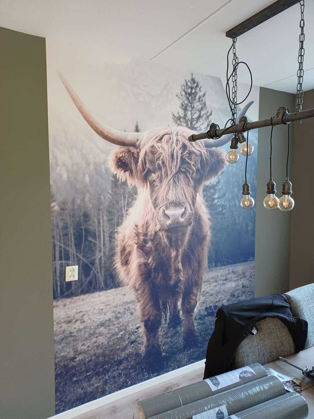 Le Highland écossais au bord de la forêt