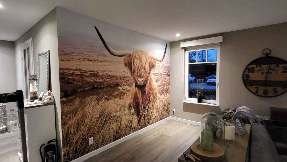 Highland écossais avec roseau