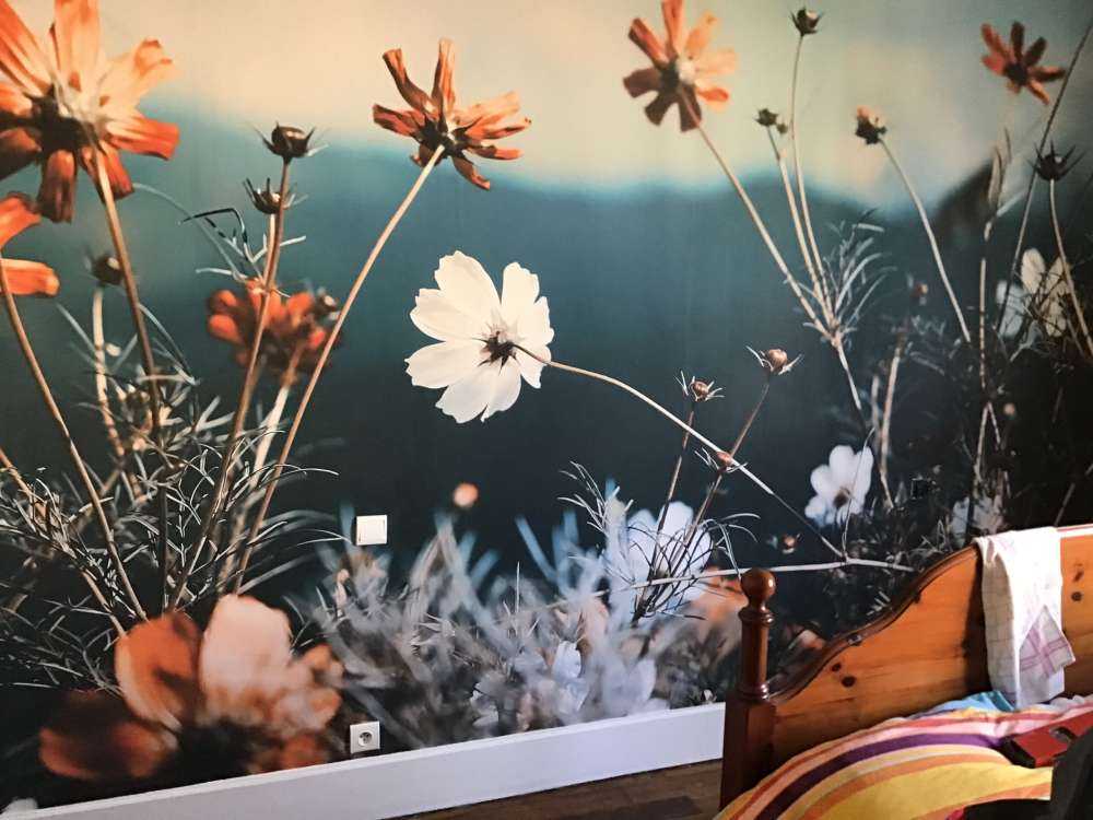 Le cosmos fleurit dans les champs