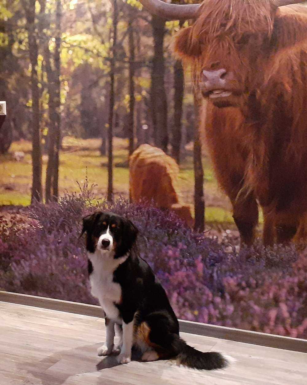 Les Highlands dans une réserve naturelle