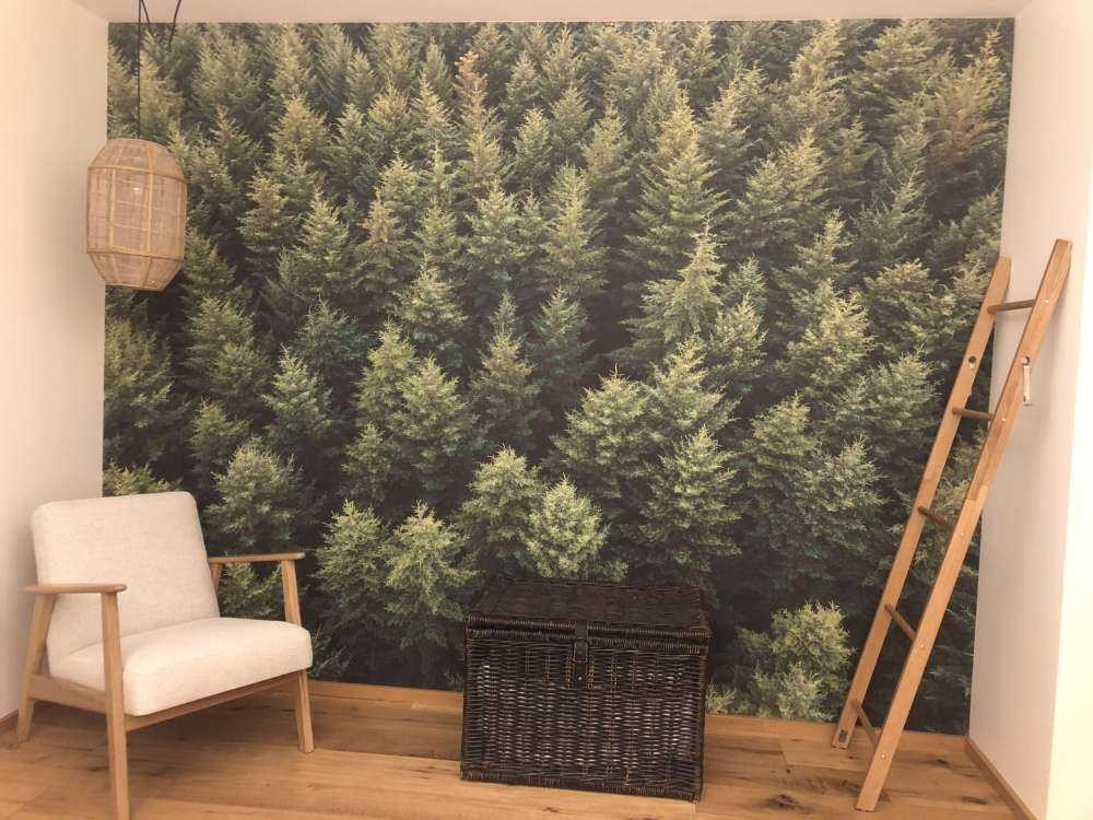 Les sapins de Douglas vus d'en haut