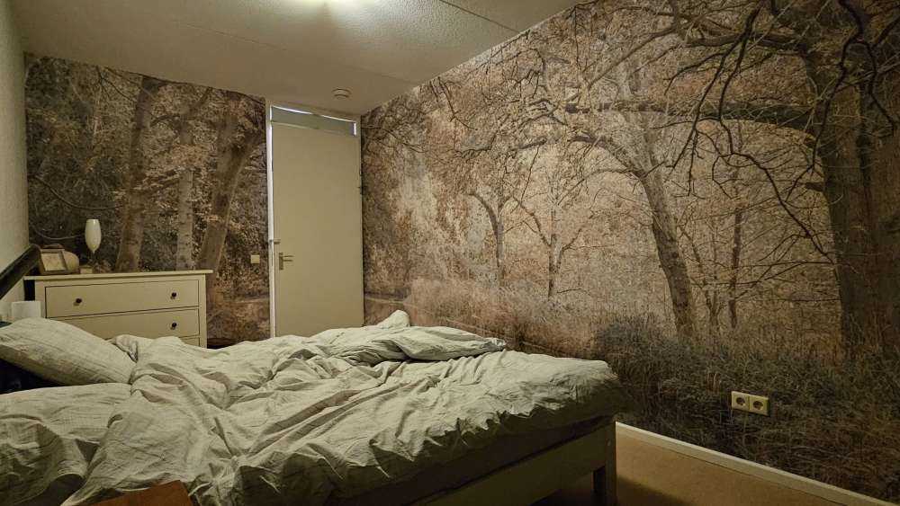 Rivière dans les bois