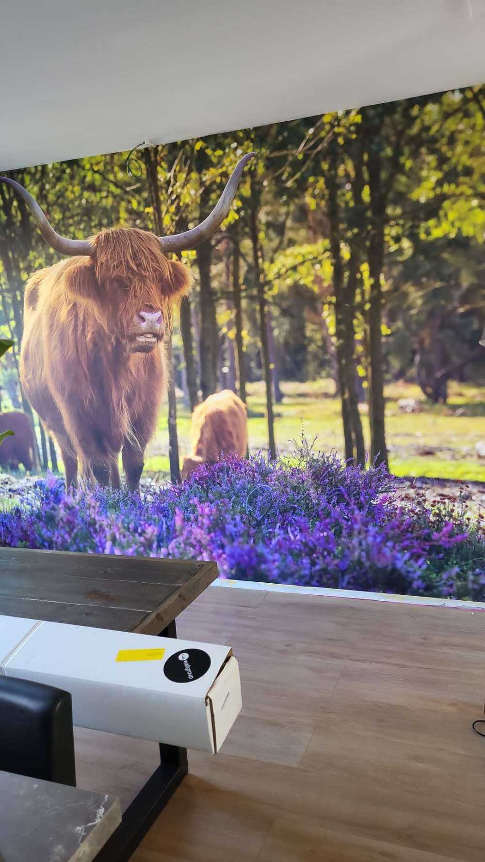 Les Highlands dans une réserve naturelle