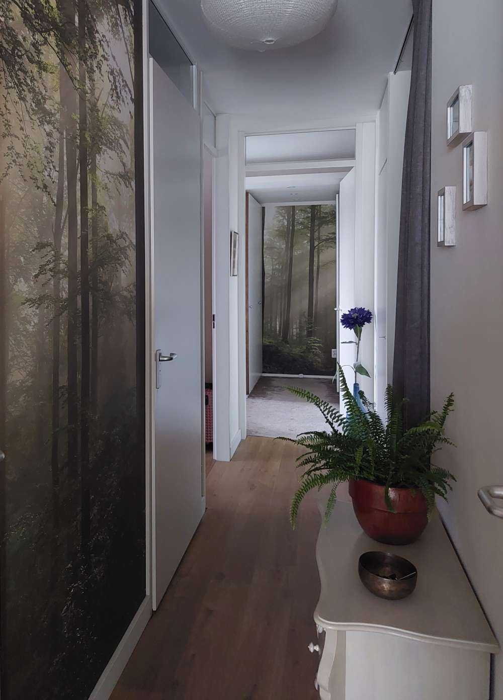 La forêt verte dans le brouillard