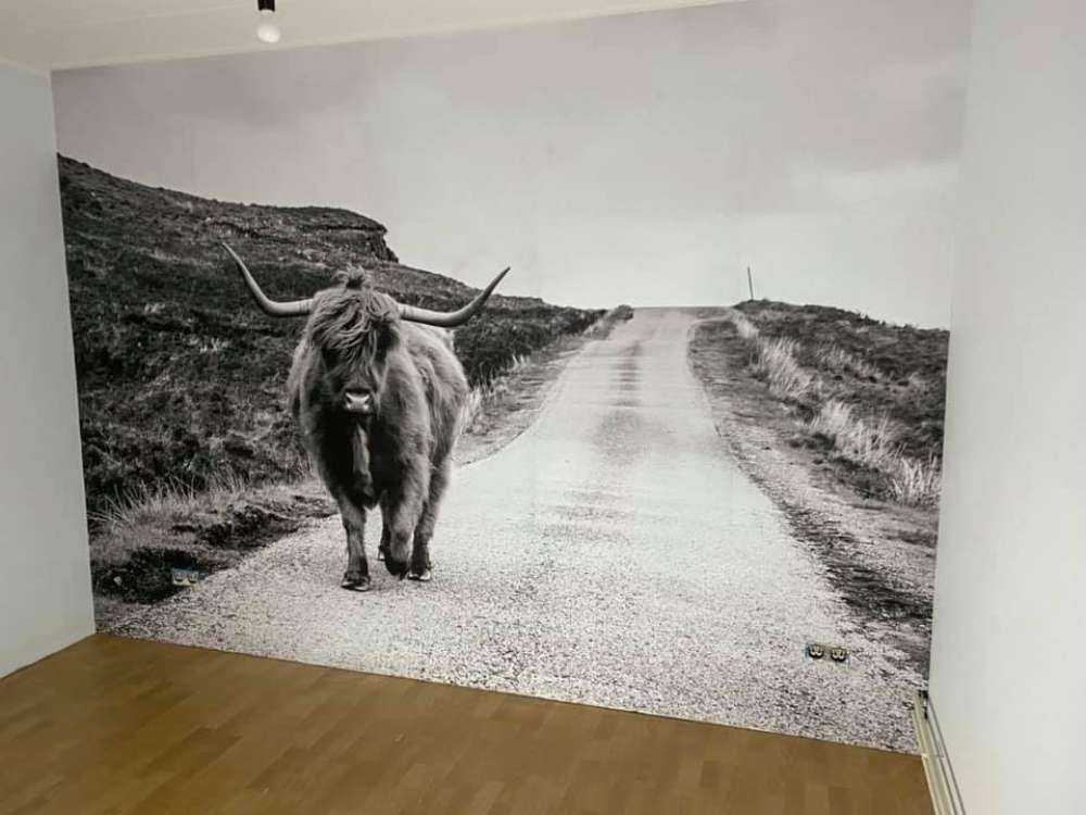 Le Highland écossais sur la route