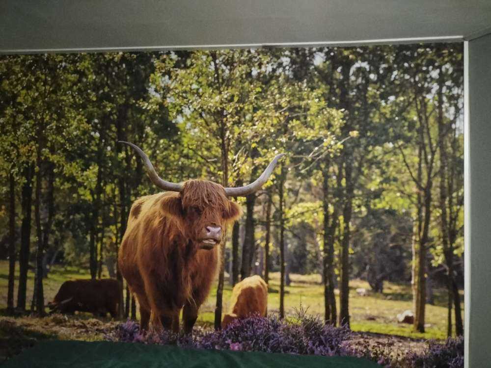 Les Highlands dans une réserve naturelle