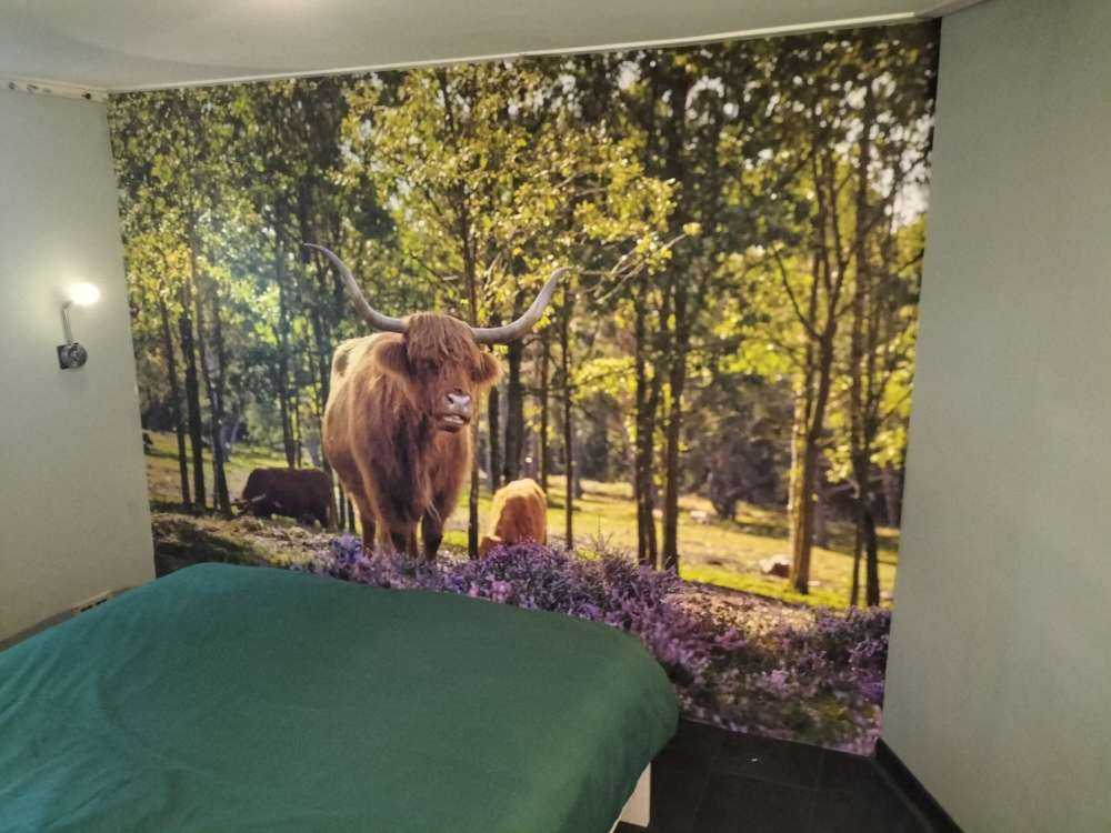 Les Highlands dans une réserve naturelle