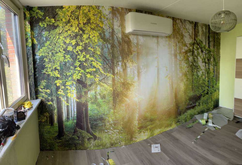 Paysage forestier au lever du soleil