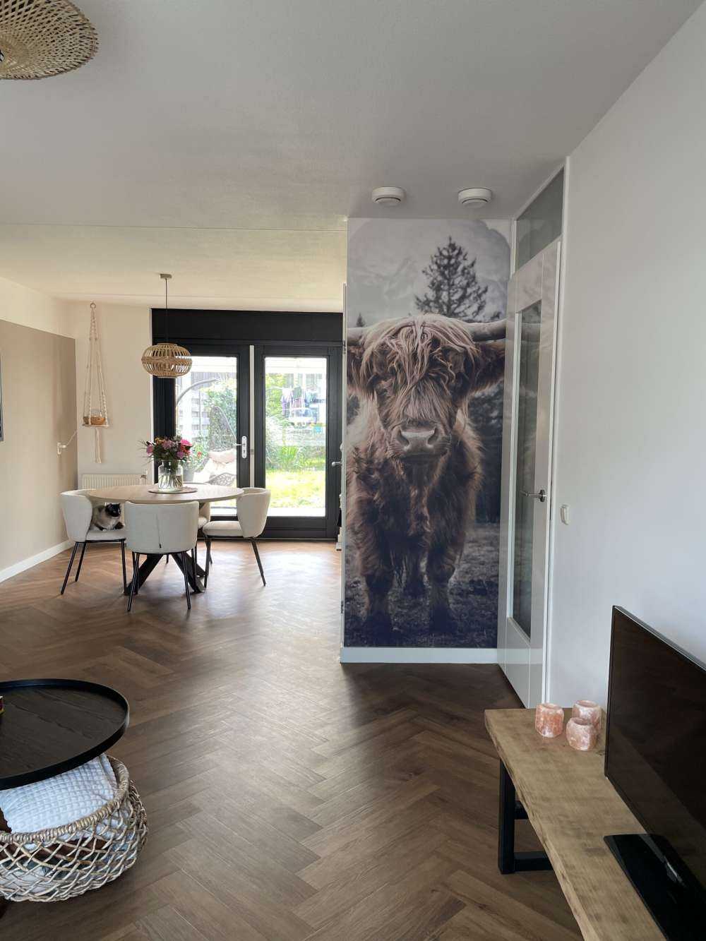 Le Highland écossais au bord de la forêt