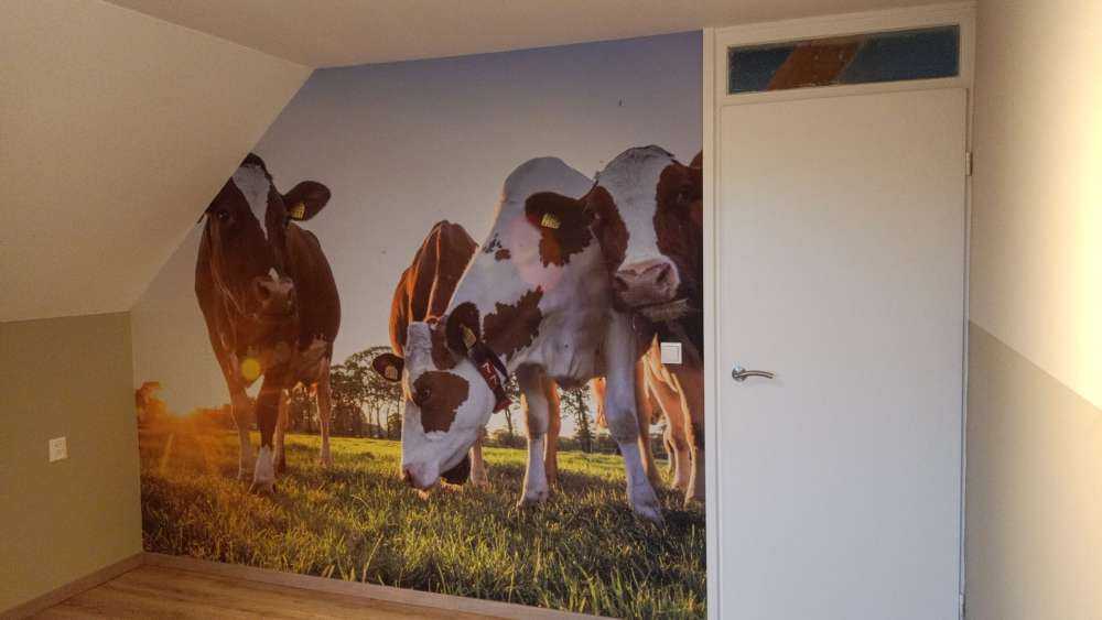 Fond d'écran des vaches