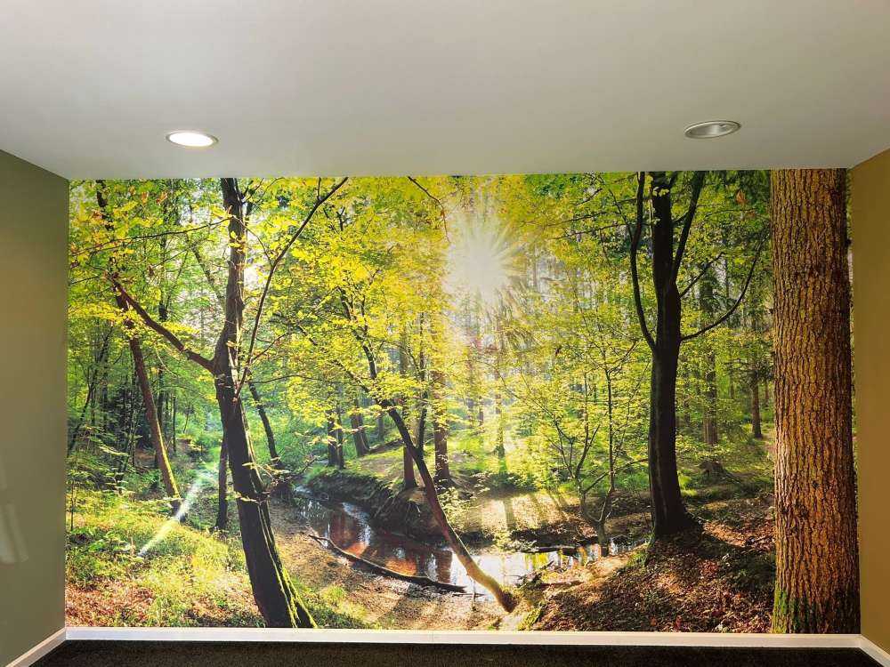 Forêt avec un ruisseau