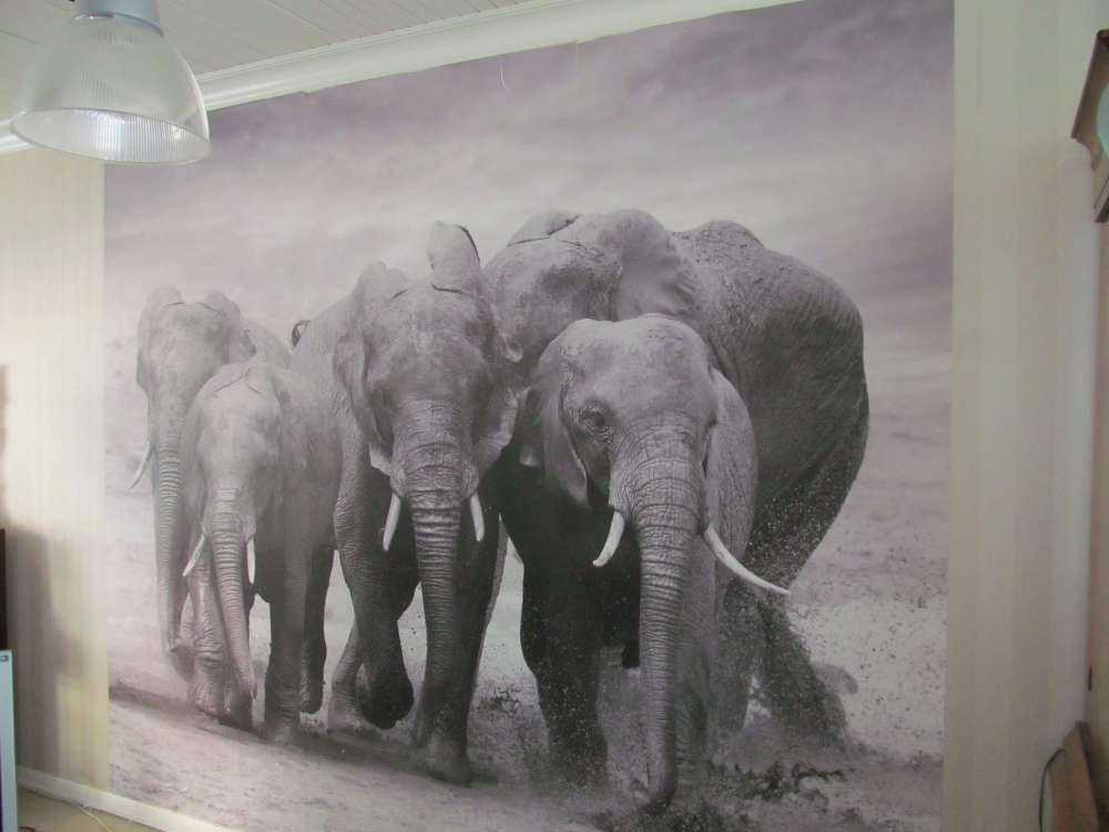 Troupeau d'éléphants