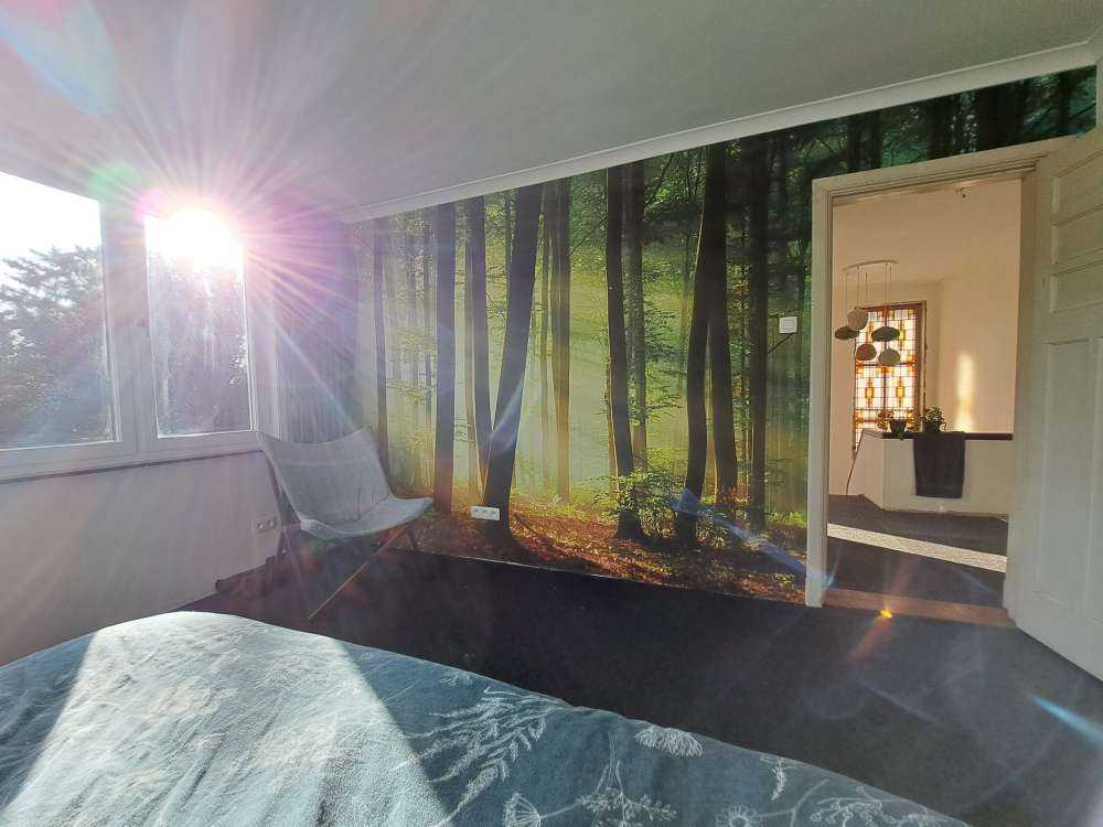 Soleil matinal parmi les arbres