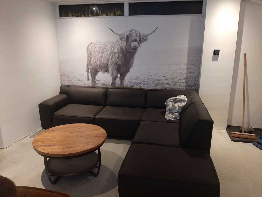 Le Highland écossais dans l'herbe