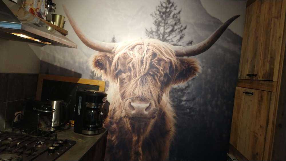 Le Highland écossais au bord de la forêt