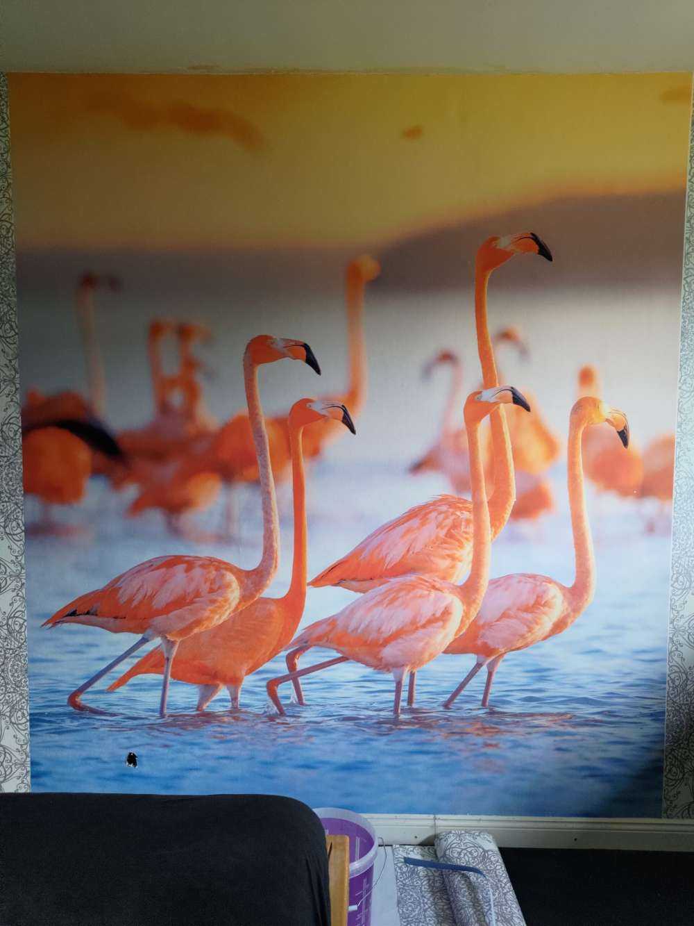 Flamants roses avec un regard fixe