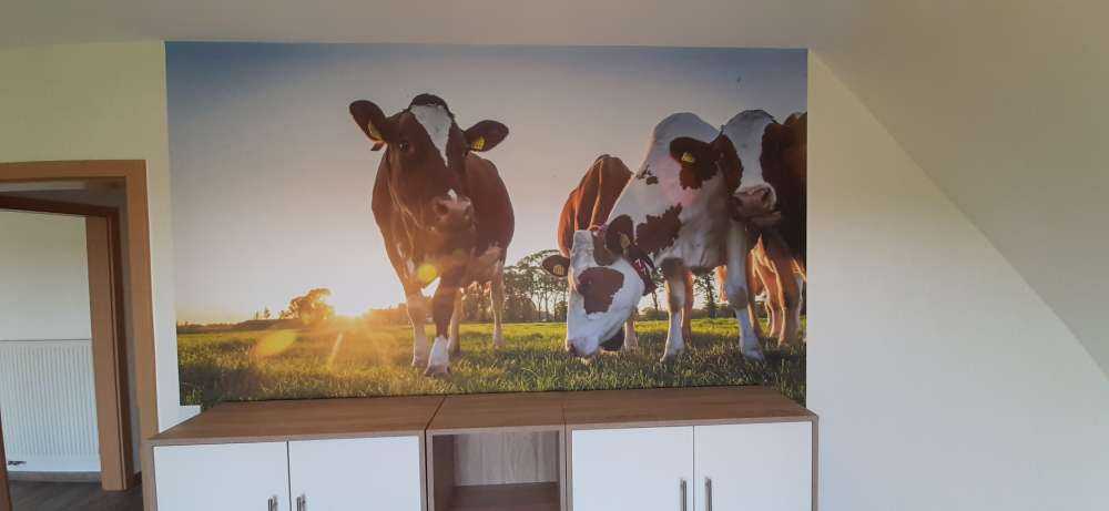 Fond d'écran des vaches