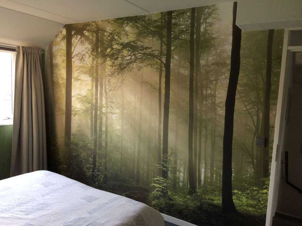 La forêt verte dans le brouillard