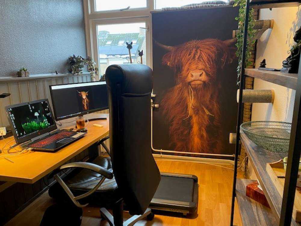 Portrait Scottish Highlander