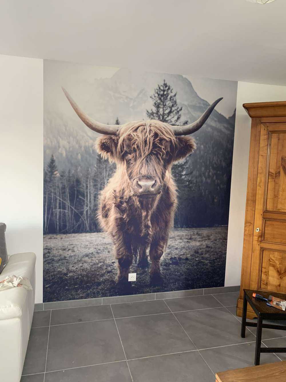 Le Highland écossais au bord de la forêt