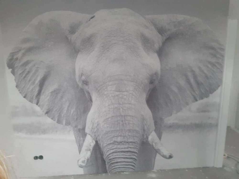 L'éléphant en noir et blanc