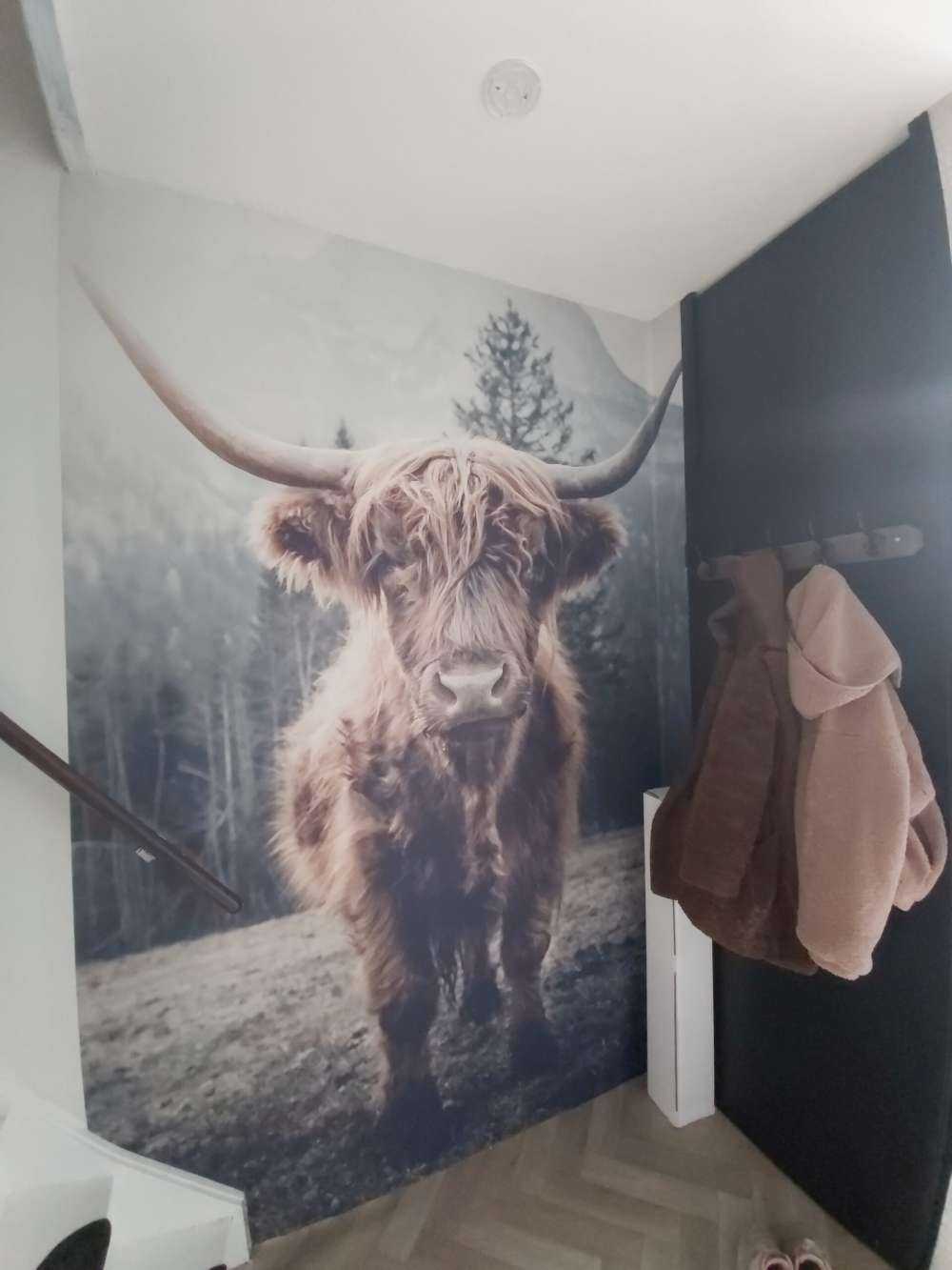 Le Highland écossais au bord de la forêt