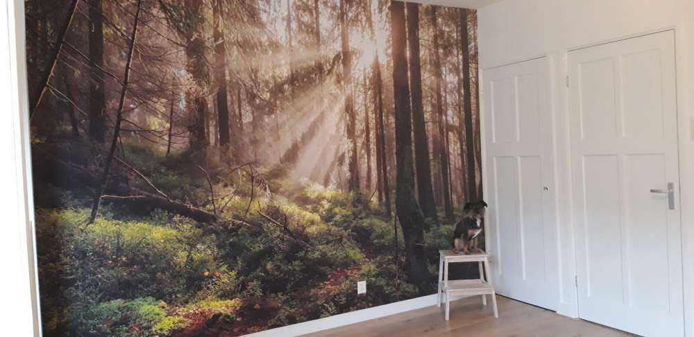 Forêt d'automne ensoleillée