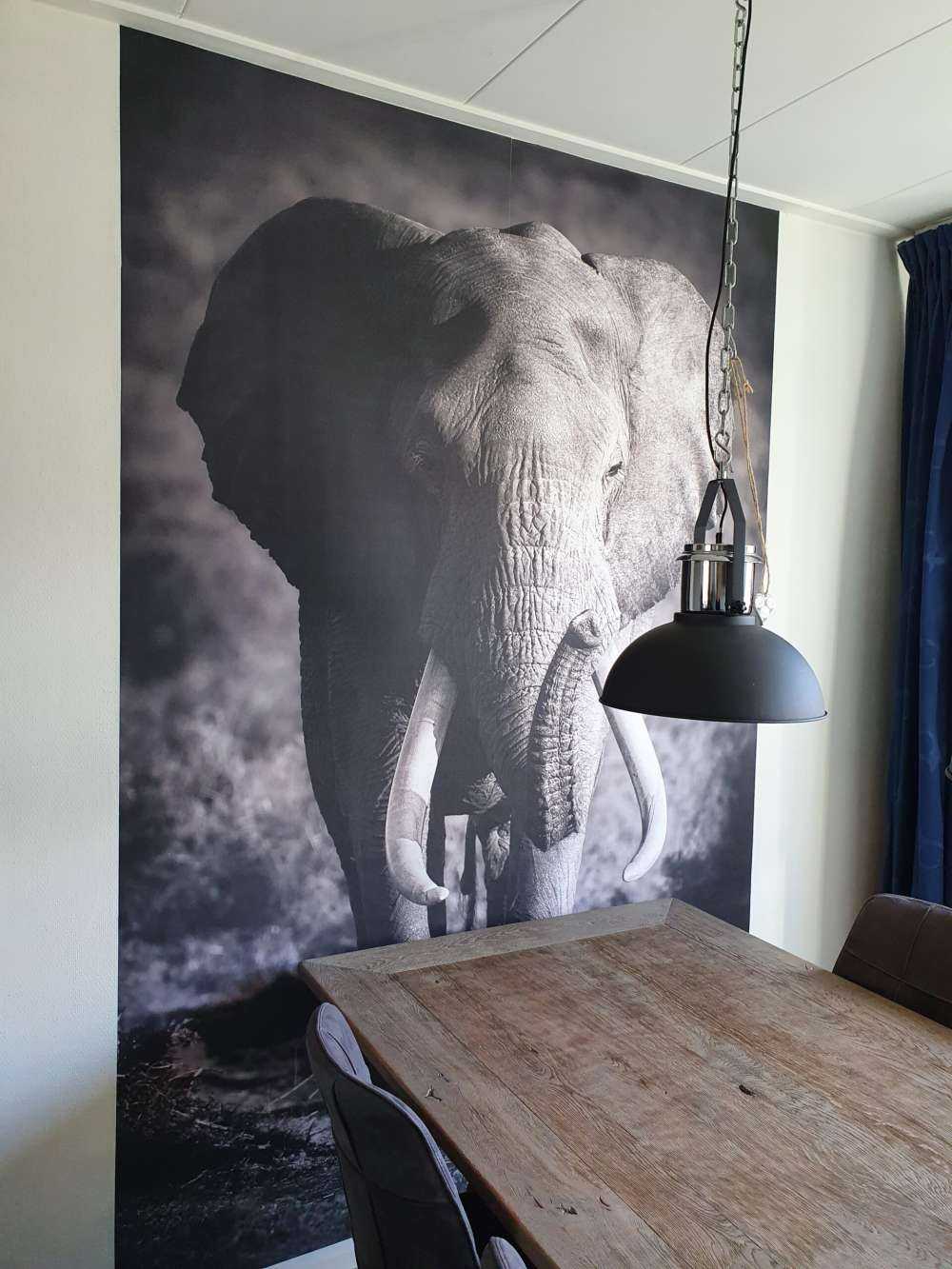 éléphant d'Afrique