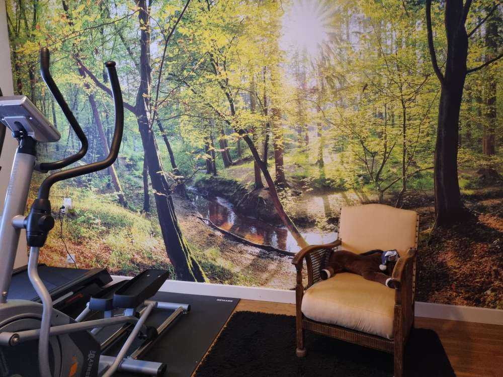 Forêt avec un ruisseau