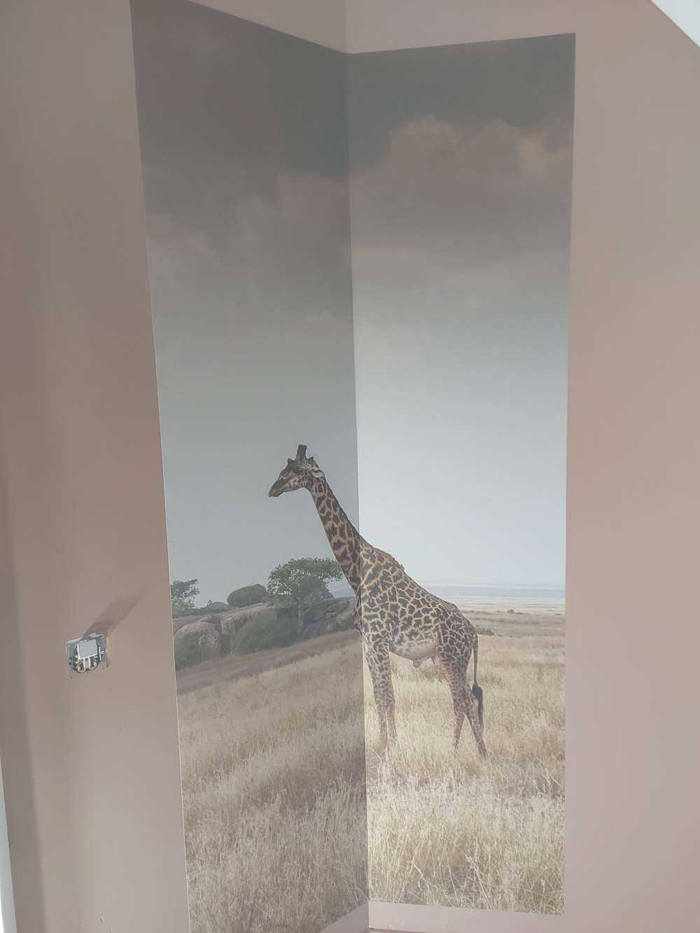 Girafe dans la savane