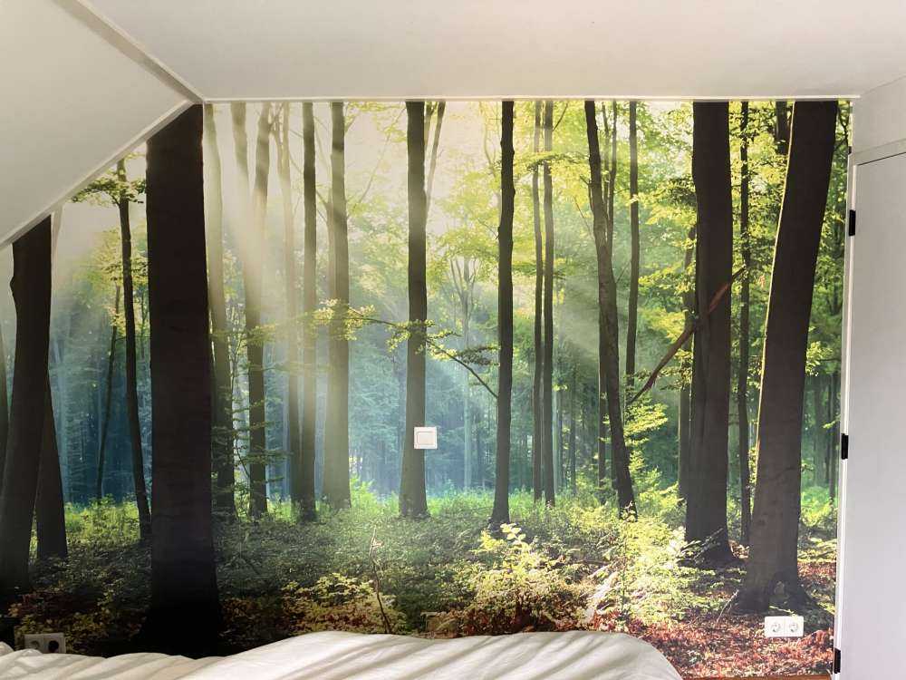 Matin dans la forêt