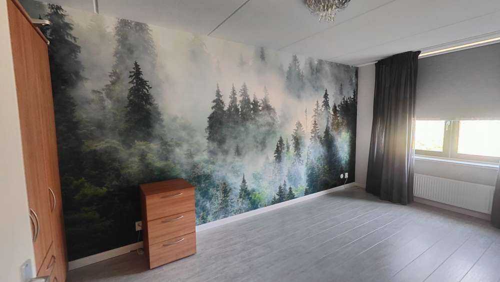 Paysage brumeux avec des arbres verts