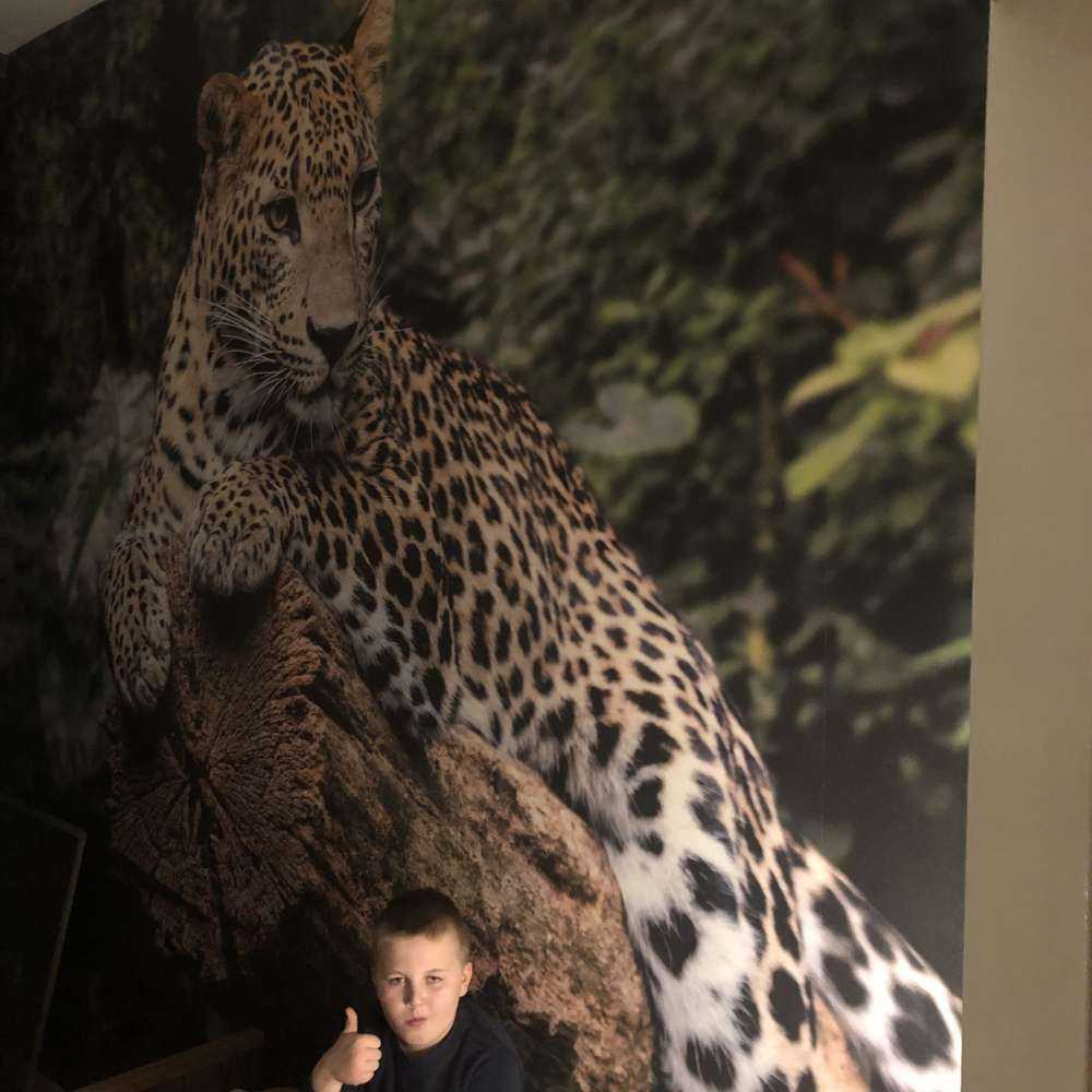 Un léopard sur une branche