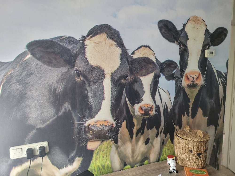 Troupeau de vaches
