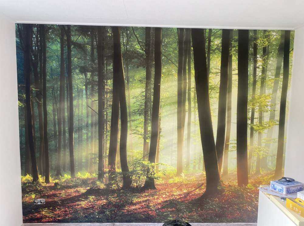 Soleil matinal parmi les arbres