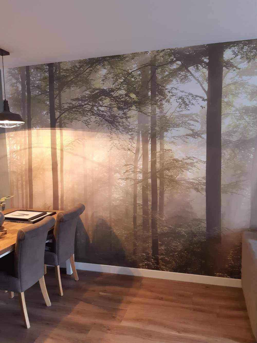 La forêt verte dans le brouillard