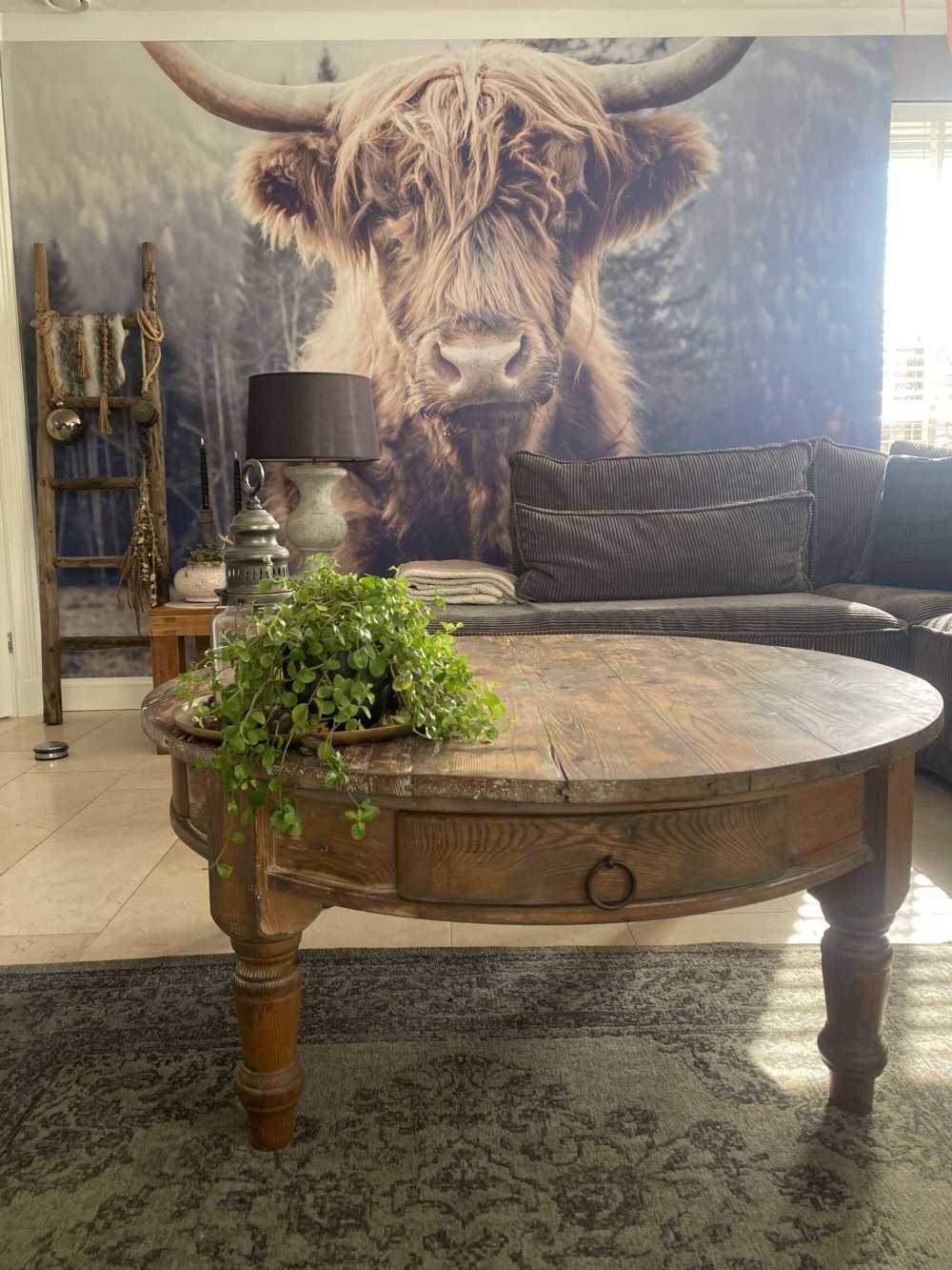 Le Highland écossais au bord de la forêt