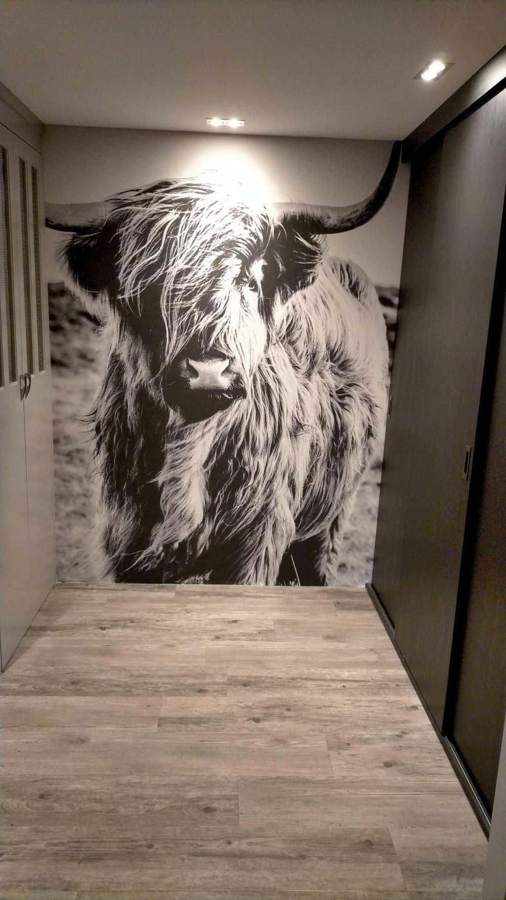 Le Highland écossais en noir et blanc