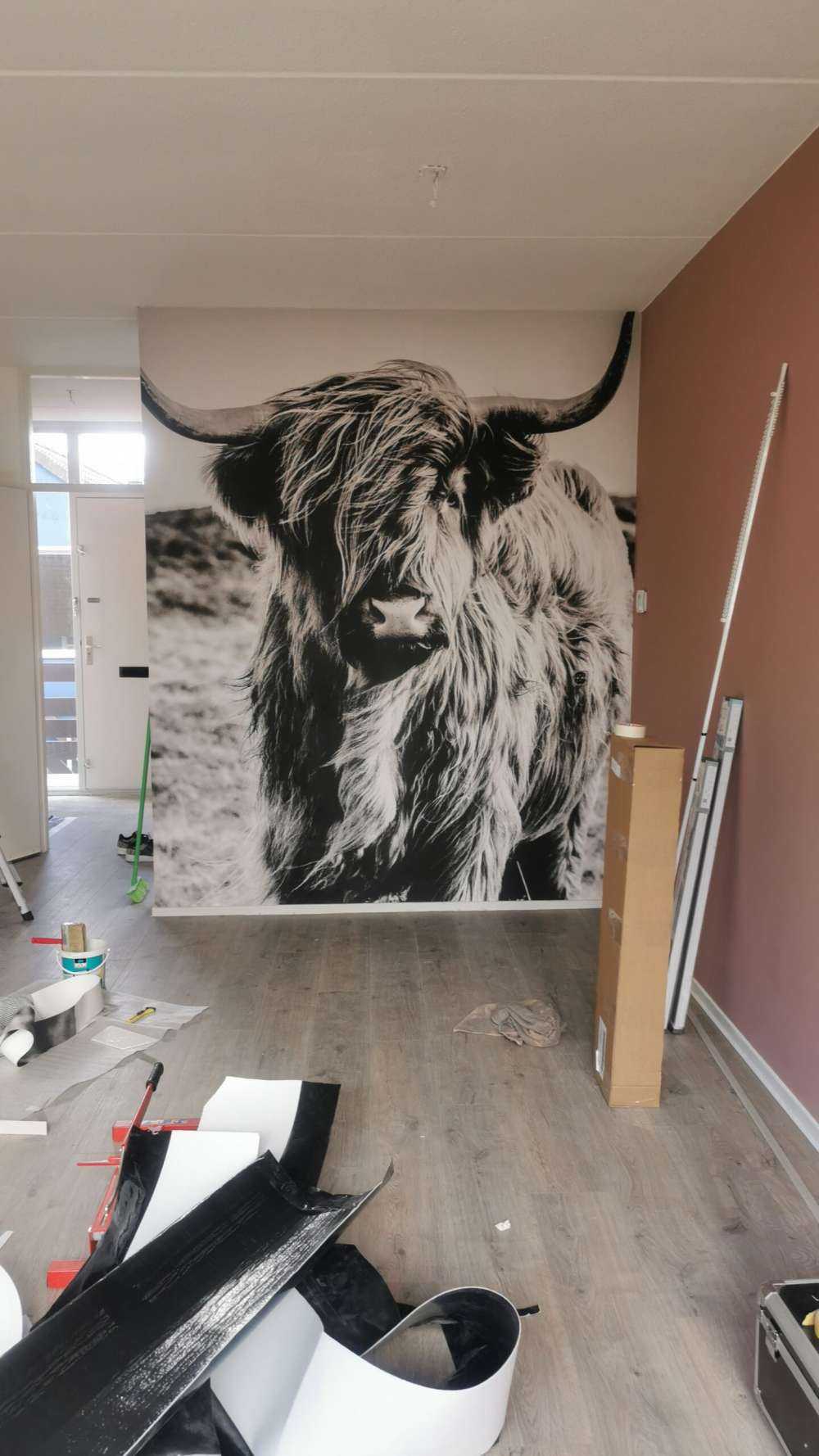 Le Highland écossais en noir et blanc