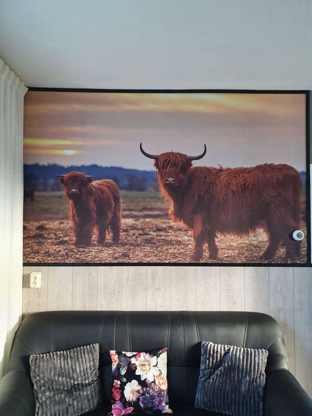 Les Highlands écossais dans la prairie