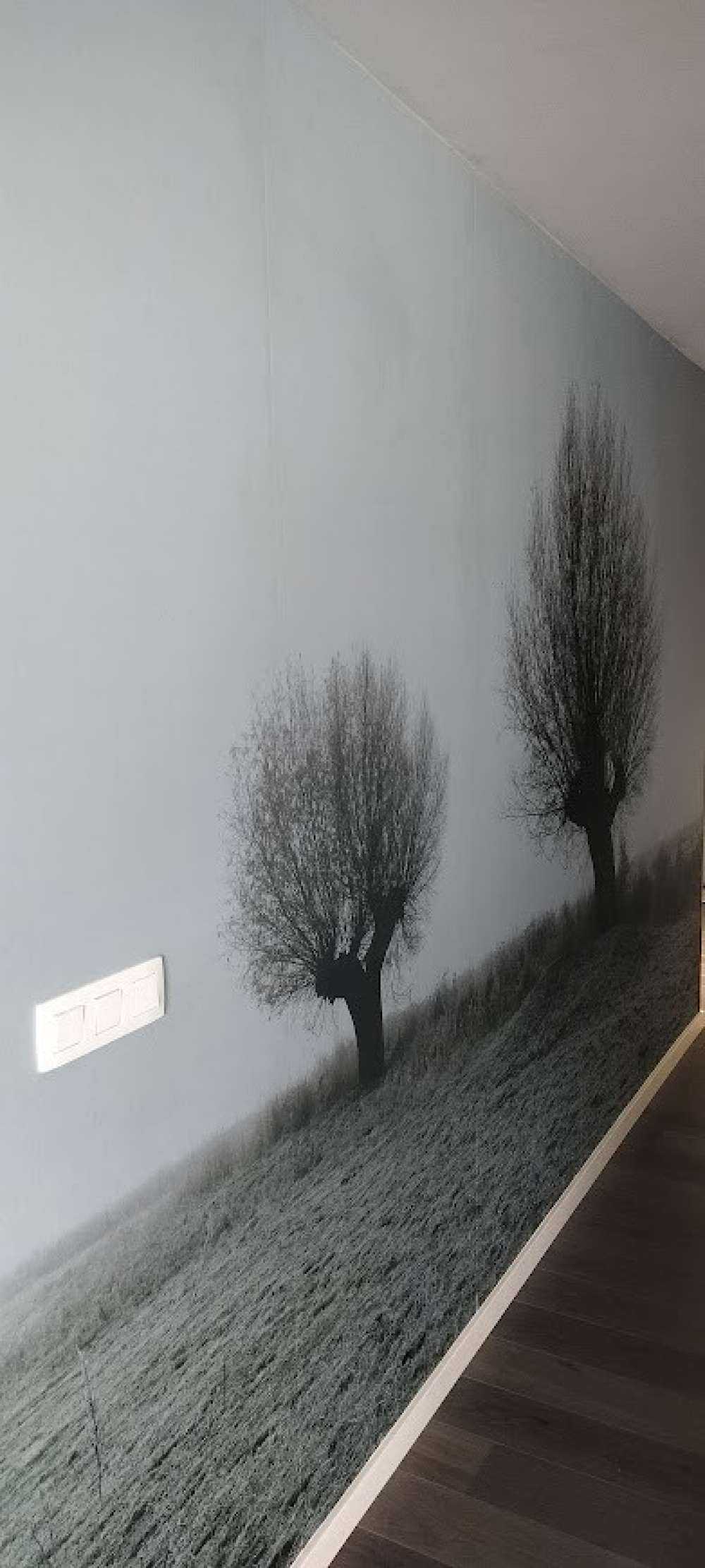 Les saules de Pollard dans le brouillard