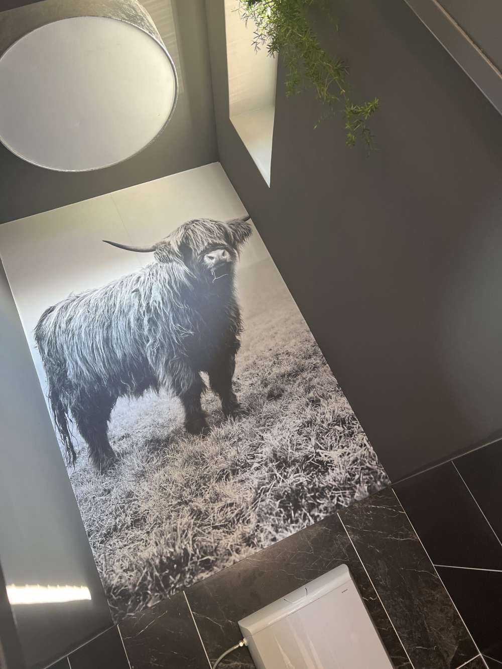 Le Highland écossais dans l'herbe